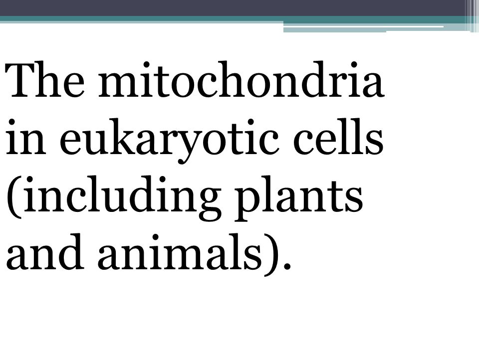 The mitochondria in eukaryotic cells (including plants and animals).