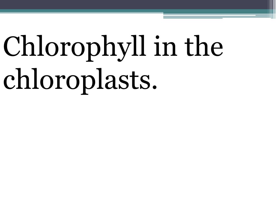 Chlorophyll in the chloroplasts.