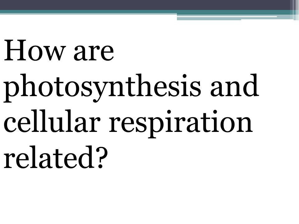 How are photosynthesis and cellular respiration related