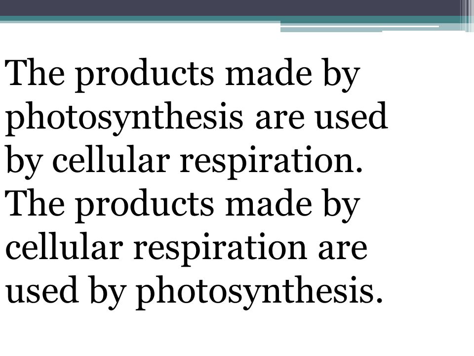The products made by photosynthesis are used by cellular respiration.