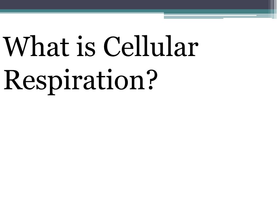What is Cellular Respiration