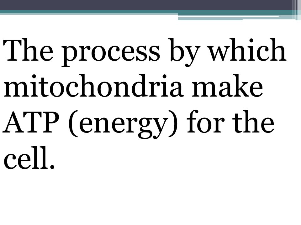 The process by which mitochondria make ATP (energy) for the cell.