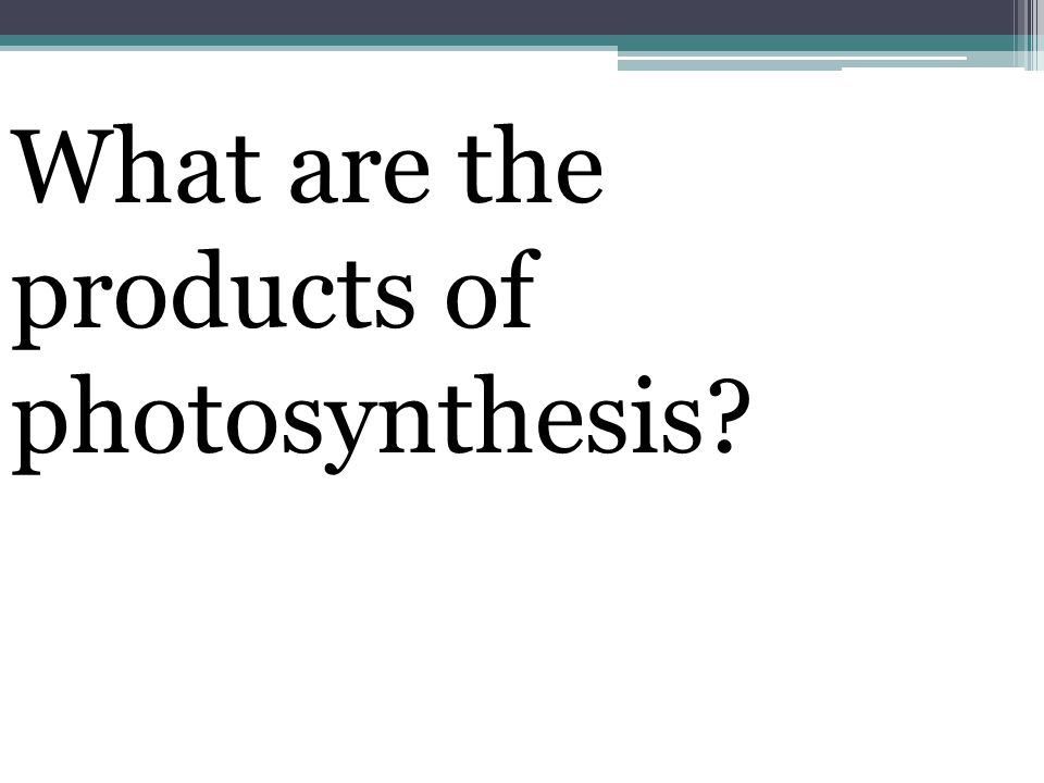 What are the products of photosynthesis