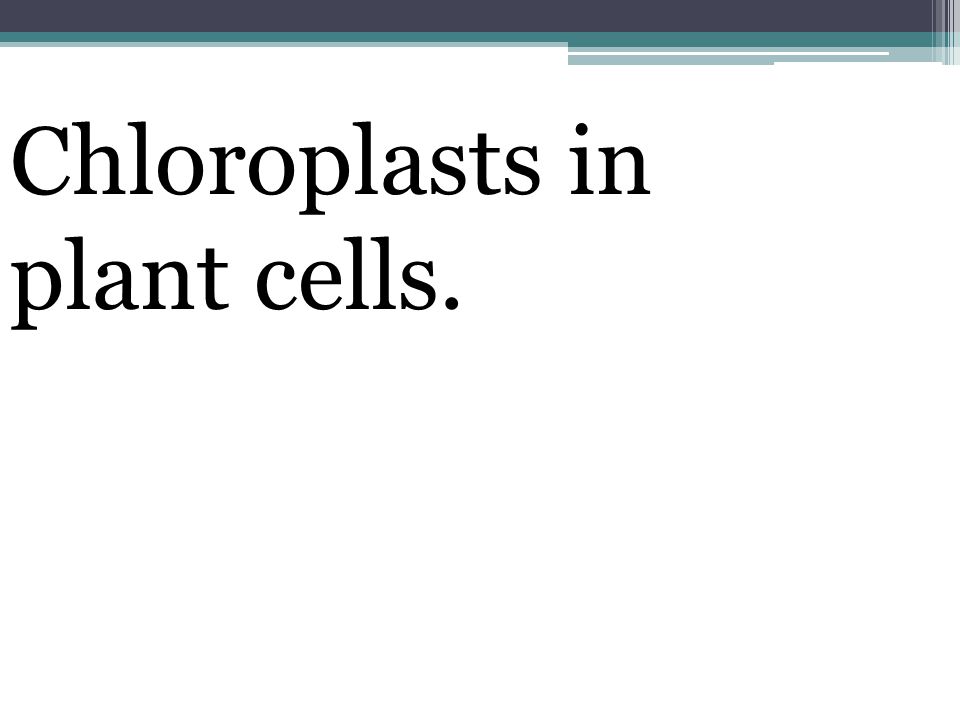 Chloroplasts in plant cells.