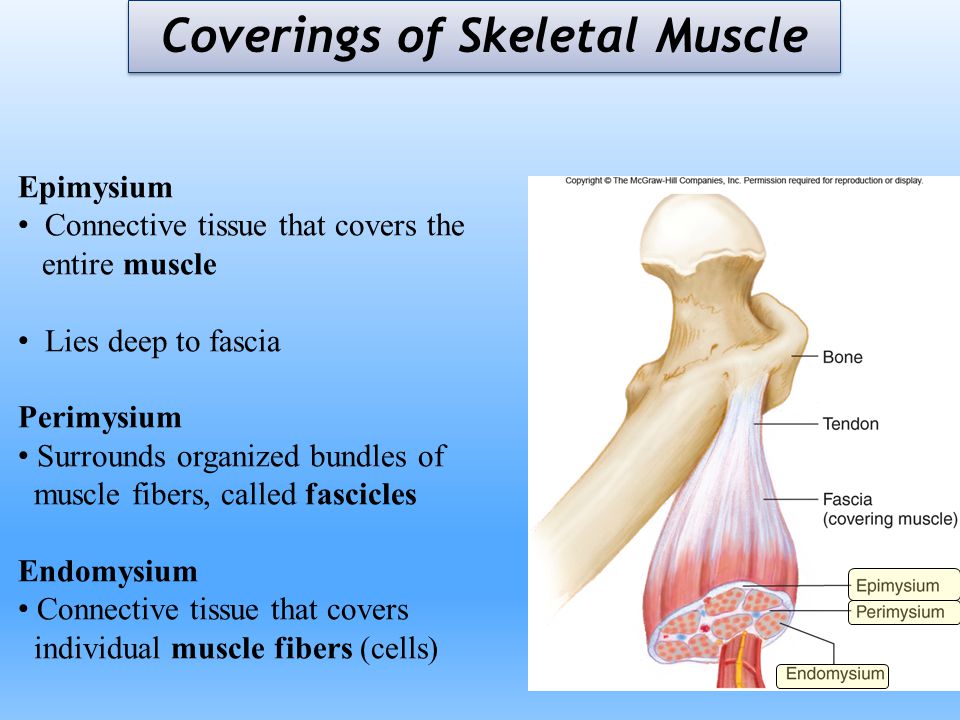 muscle skeletal muscle Did you know that skeletal muscle does more than just move our body parts this lesson describes how skeletal muscles are used for movement. muscle skeletal muscle Did you know that skeletal muscle does more than just move our body parts this lesson describes how skeletal muscles are used for movement.