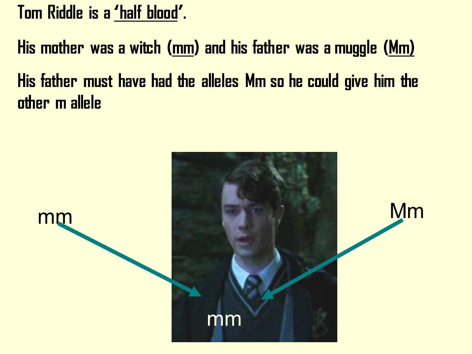 Hermione is a powerful witch so she must be mm Both her parents are muggles so they must be Mm so they can give her a m allele each Mm mm