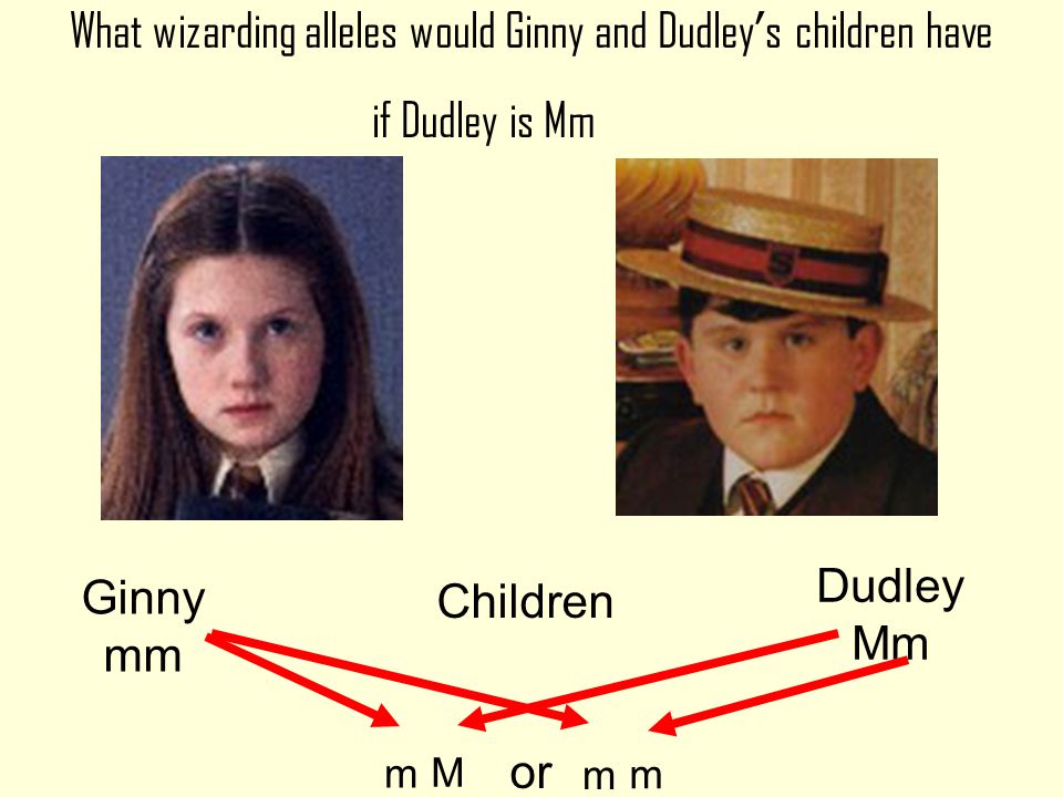 Ron mm Hermione m m Their children could only get the m allele from both parents so they would all be wizards m m m m m m m m