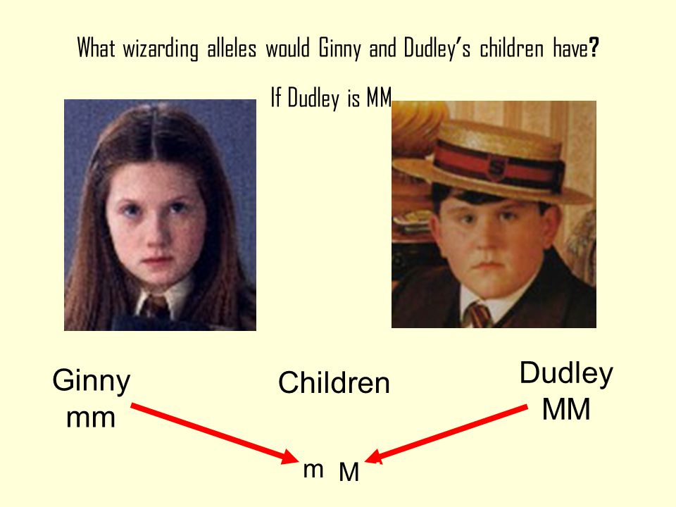 Dudley mM Ginny m m Half of their children would be likely to get the m allele from both parents so they would be wizards The other half would be likely to get an M allele from Dudley and would be muggles m m m m m M m M