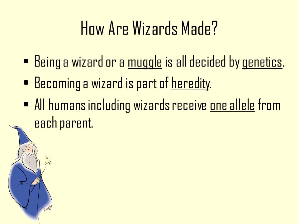Harry Potter and the Recessive Allele How Are Wizards Made