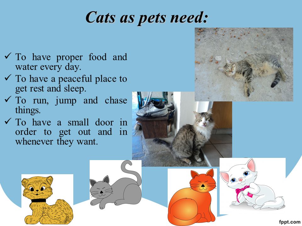 Cats as pets need: To have proper food and water every day.