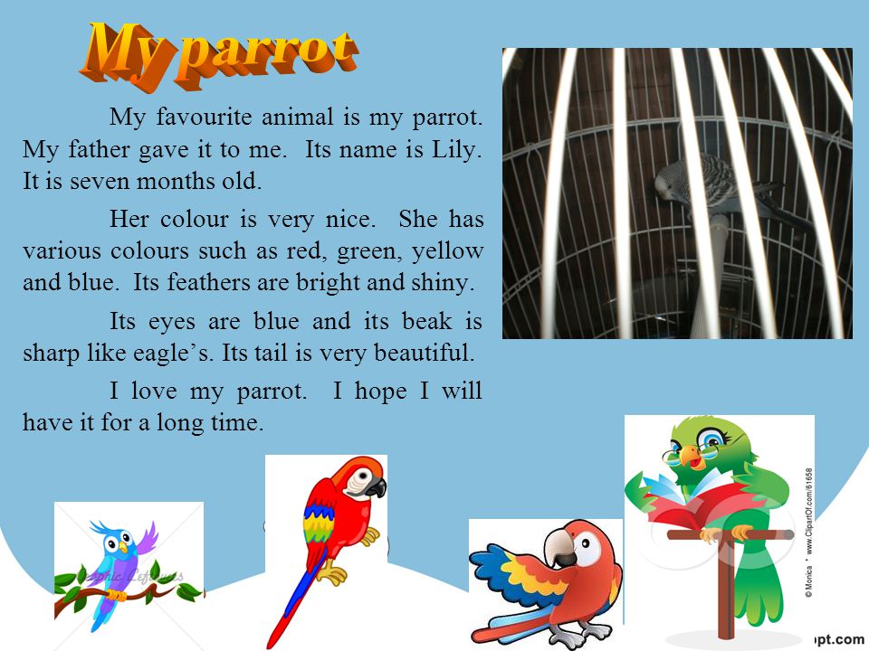 My favourite animal is my parrot. My father gave it to me.