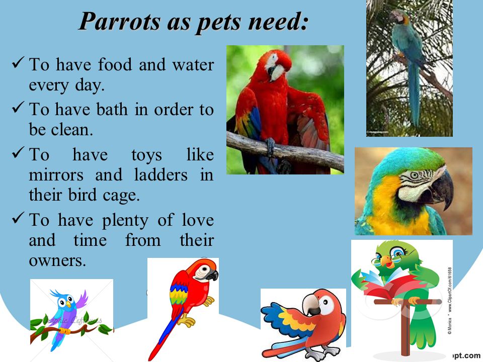 Parrots as pets need: To have food and water every day.