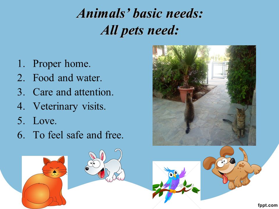 Animals’ basic needs: All pets need: 1.Proper home.