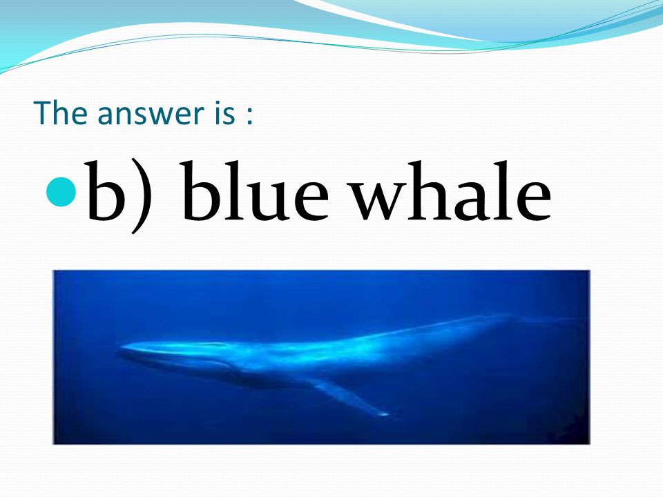 1. The biggest animal on earth is: a) pig b) blue whale c) hippopotamus