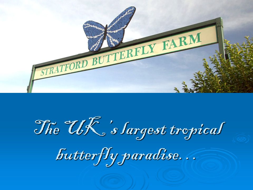 The UK’s largest tropical butterfly paradise…