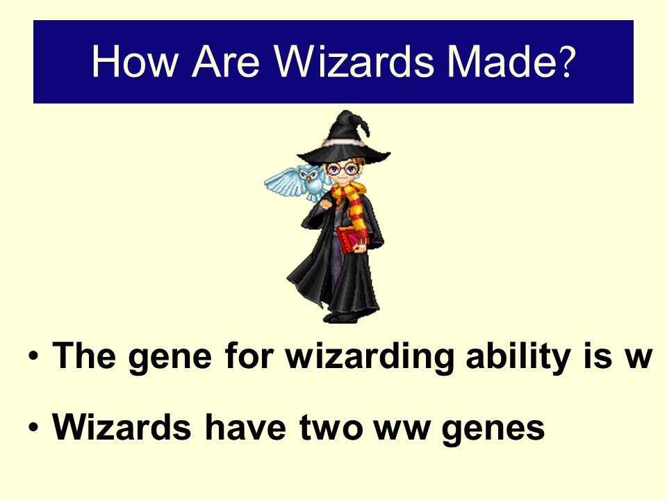 How Are Wizards Made The gene for wizarding ability is w Wizards have two ww genes