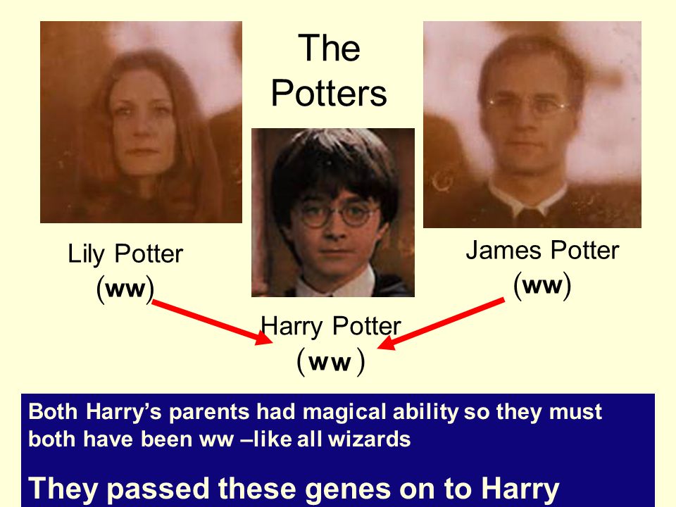 Lily Potter ( ww ) James Potter ( ww ) Harry Potter ( WW ) Both Harry’s parents had magical ability so they must both have been ww –like all wizards They passed these genes on to Harry The Potters w w
