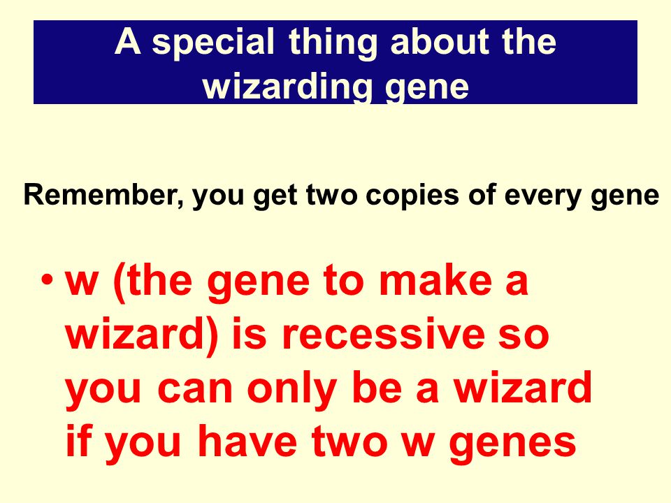 A special thing about the wizarding gene w (the gene to make a wizard) is recessive so you can only be a wizard if you have two w genes Remember, you get two copies of every gene