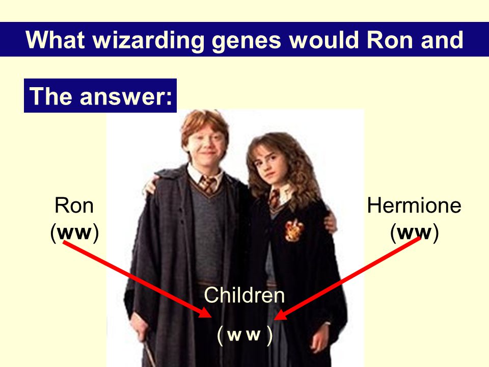Ron (ww) Hermione (ww) Children ( ) w w The answer: