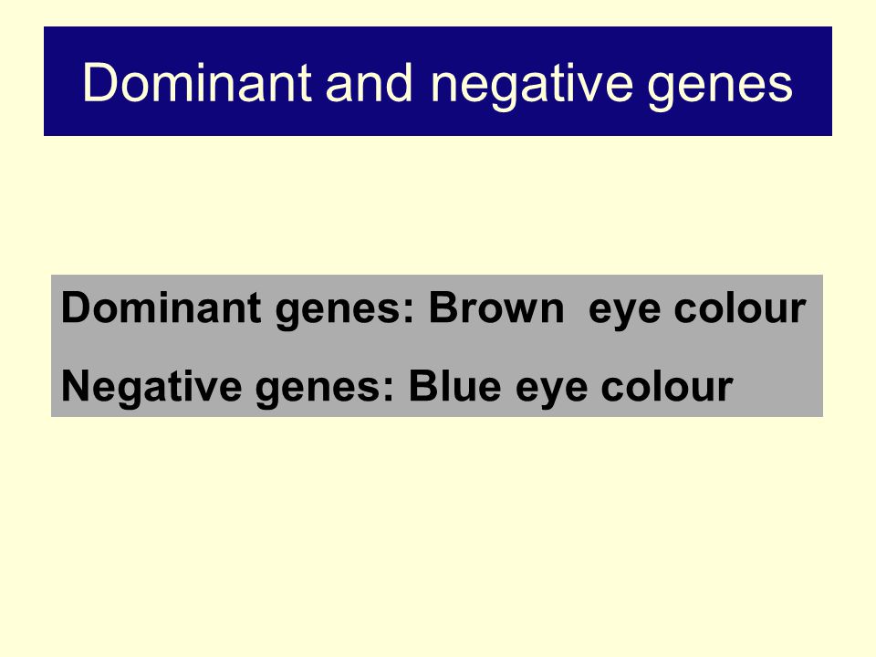 Dominant and negative genes Dominant genes: Brown eye colour Negative genes: Blue eye colour