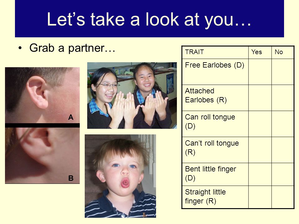 Let’s take a look at you… Grab a partner… TRAITYesNo Free Earlobes (D) Attached Earlobes (R) Can roll tongue (D) Can’t roll tongue (R) Bent little finger (D) Straight little finger (R)