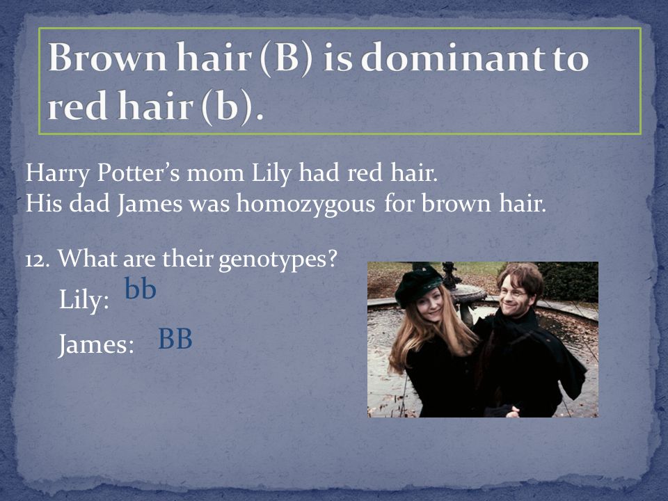 Harry Potter’s mom Lily had red hair. His dad James was homozygous for brown hair.