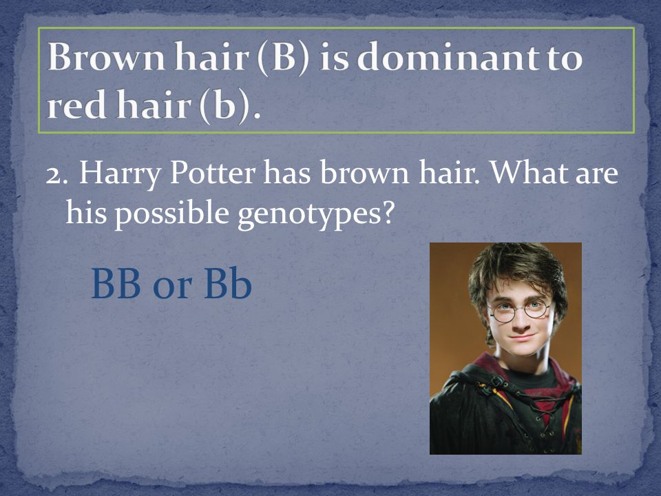 2. Harry Potter has brown hair. What are his possible genotypes BB or Bb