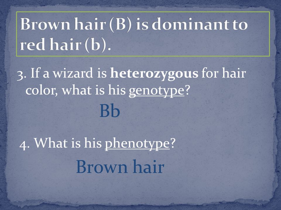 3. If a wizard is heterozygous for hair color, what is his genotype.