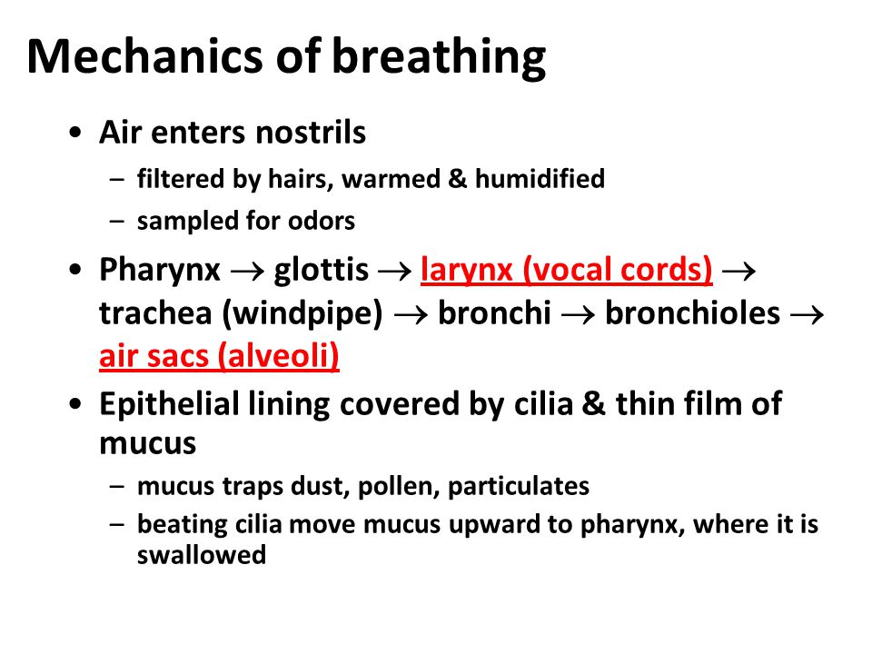 Negative pressure breathing Breathing due to changing pressures in lungs –air flows from higher pressure to lower pressure –pulling air instead of pushing it