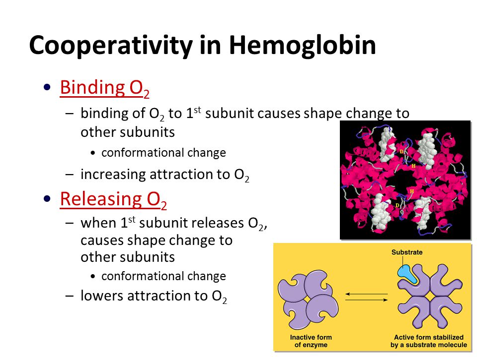Hemoglobin Why use a carrier molecule.