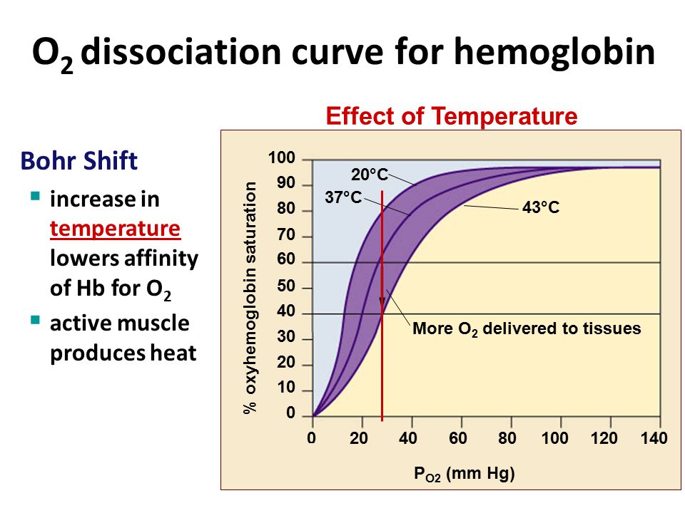 O 2 dissociation curve for hemoglobin Bohr Shift  drop in pH lowers affinity of Hb for O 2  active tissue (producing CO 2 ) lowers blood pH & induces Hb to release more O 2 P O 2 (mm Hg) More O 2 delivered to tissues pH 7.60 pH 7.20 pH 7.40 % oxyhemoglobin saturation Effect of pH (CO 2 concentration)