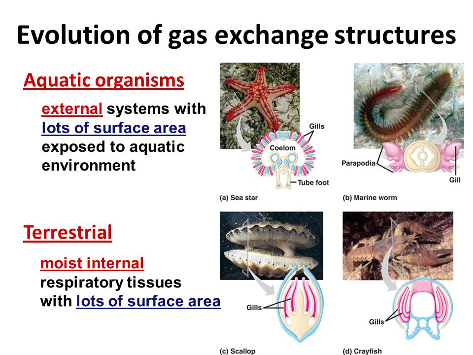Gas exchange in many forms… one-celledamphibiansechinoderms insectsfish mammals endotherm vs.