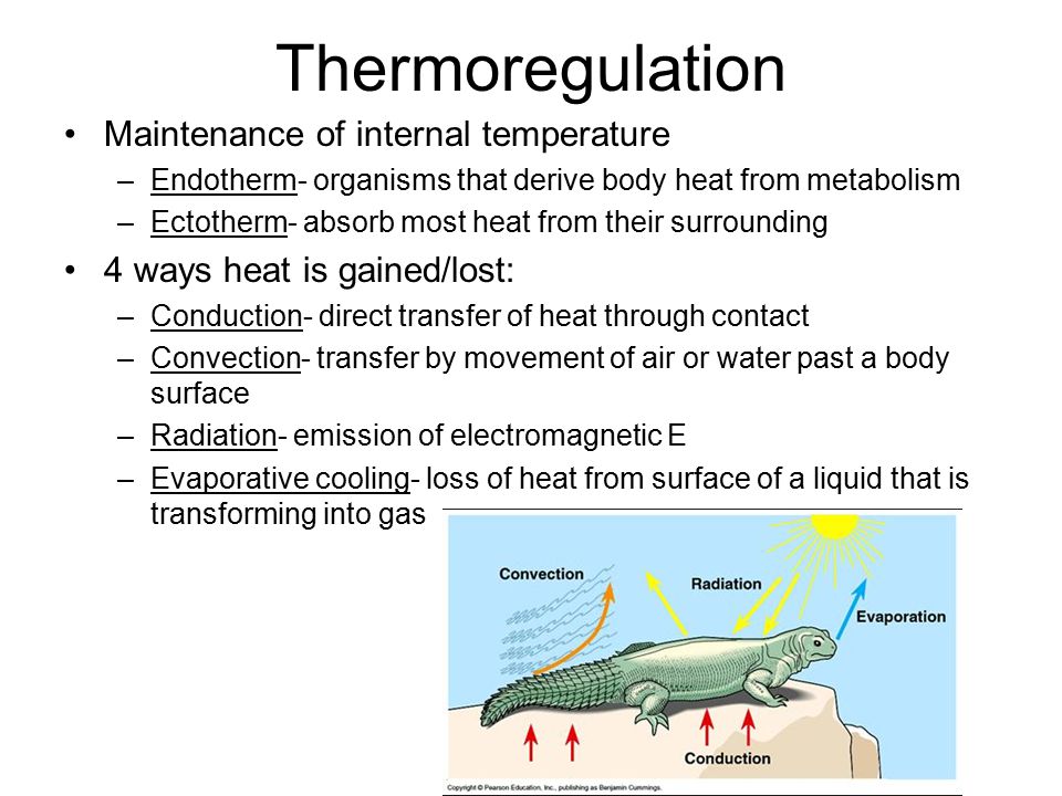thermoregulation in ectotherms and endotherms Thermoregulation in ectotherms benny cheong 3i305 ectotherms ectotherms are animals which regulate their body temperature via external means these animals are reliant on the environment for the gain or loss of heat. thermoregulation in ectotherms and endotherms Thermoregulation in ectotherms benny cheong 3i305 ectotherms ectotherms are animals which regulate their body temperature via external means these animals are reliant on the environment for the gain or loss of heat.