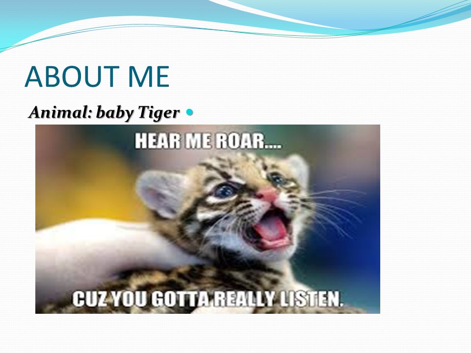 ABOUT ME Animal: baby Tiger Animal: baby Tiger