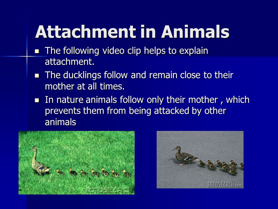 Attachment in Animals The following video clip helps to explain attachment.