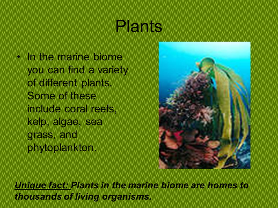 Growing season The growing season in the marine biome isn’t like that of the terrestrial biomes.