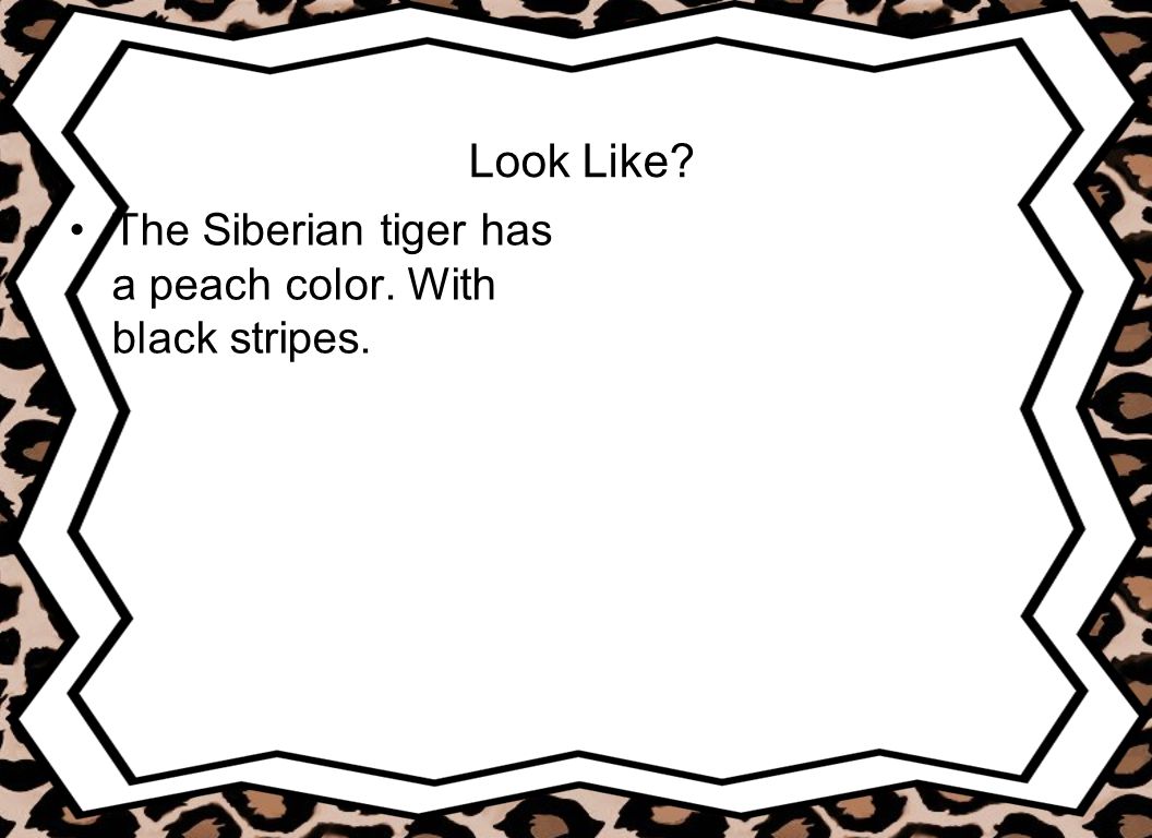 Look Like The Siberian tiger has a peach color. With black stripes.