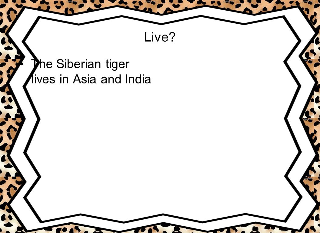 Live The Siberian tiger lives in Asia and India