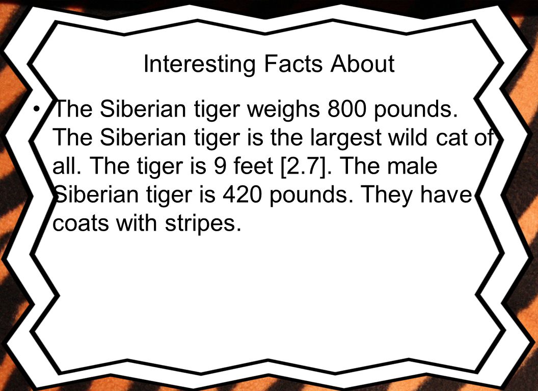 Interesting Facts About The Siberian tiger weighs 800 pounds.