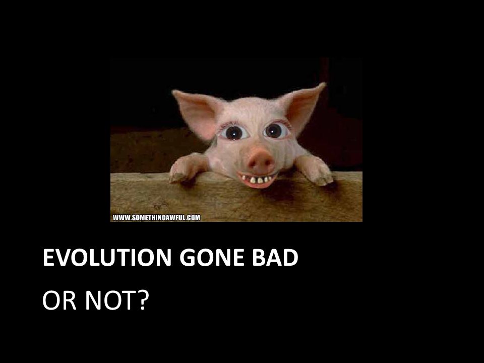 EVOLUTION GONE BAD OR NOT