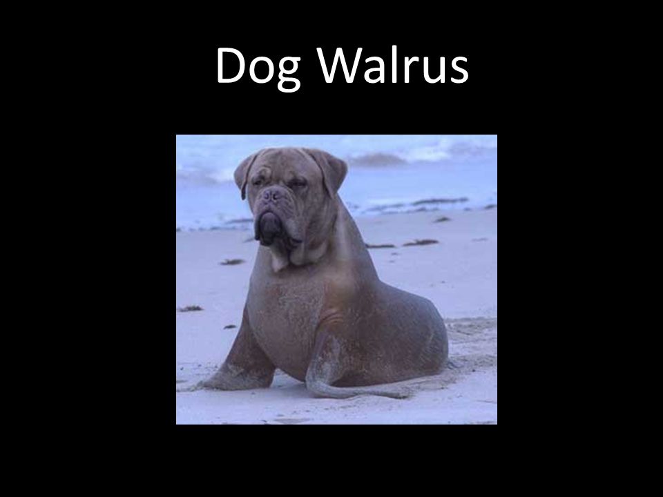 Dog Walrus