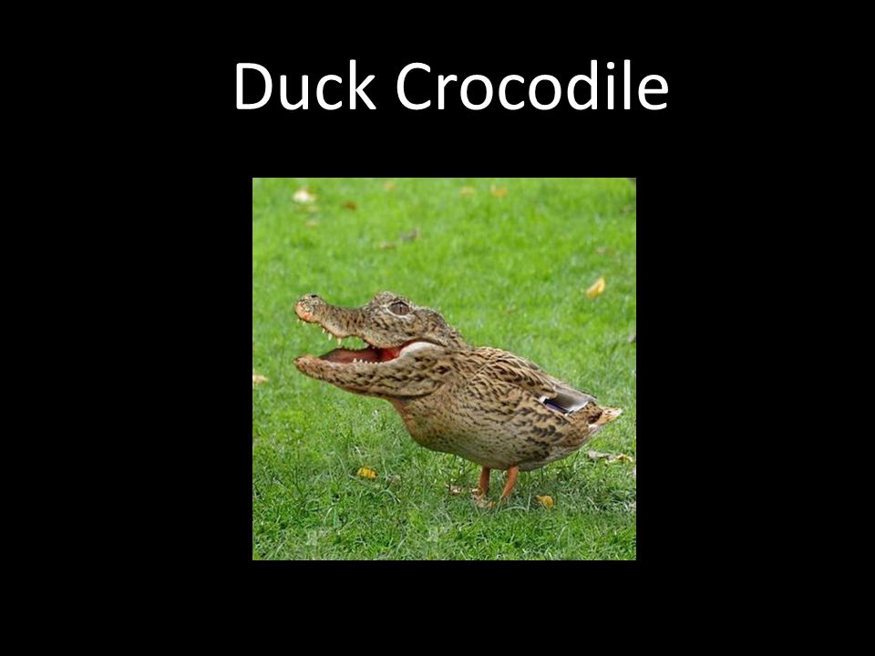 Duck Crocodile