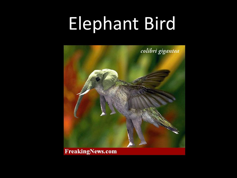 Elephant Bird