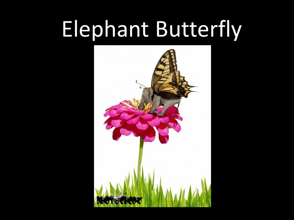 Elephant Butterfly