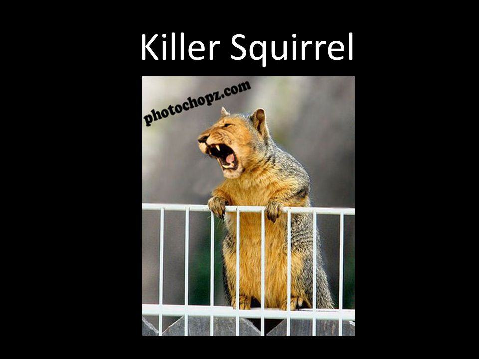 Killer Squirrel