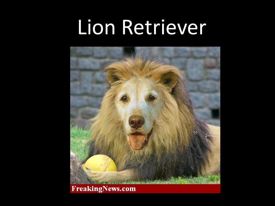 Lion Retriever
