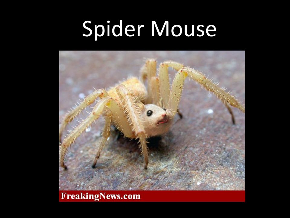 Spider Mouse