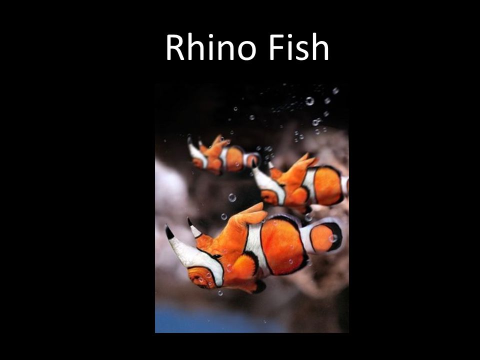 Rhino Fish
