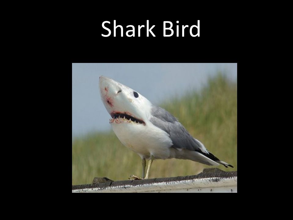 Shark Bird