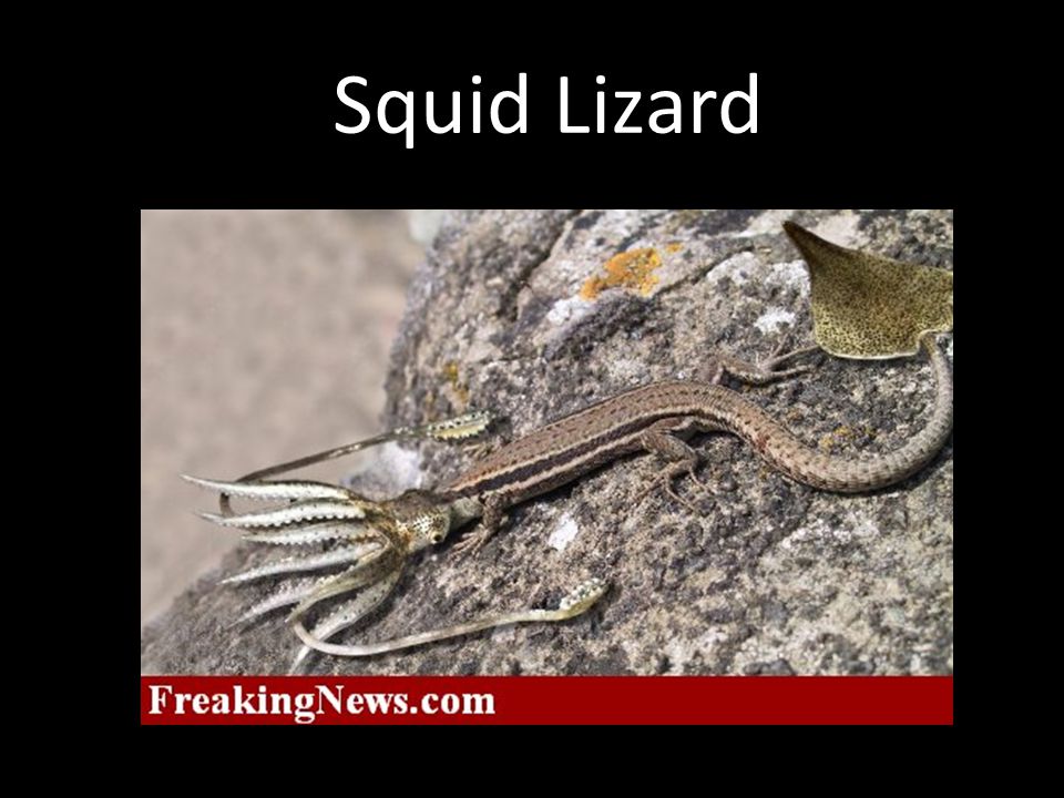 Squid Lizard